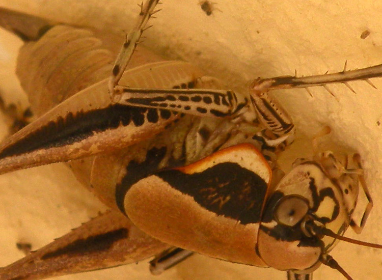 Tettigonidae orientale:  Eupholidoptera sp.